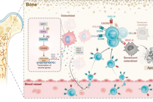【論文喜報】我院王永祥教授團隊《Advanced Science》發(fā)文：解碼骨骼“免疫對話”，骨質疏松治療迎來新突破